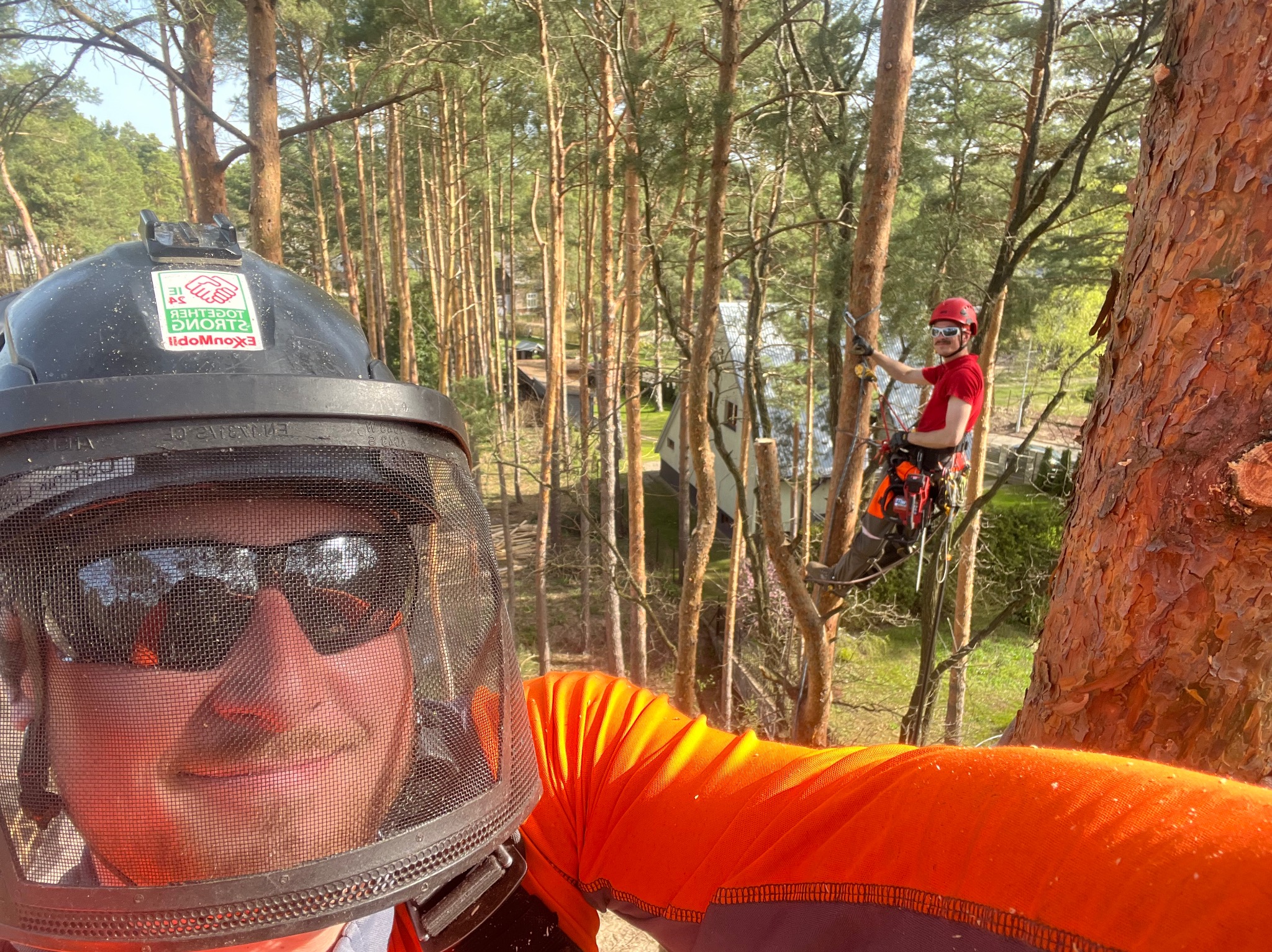 Arborysta w kasku z osłoną twarzy, w trakcie pracy na drzewie, drugi pracownik w tle. Prace wysokościowe przy wycince drzew w słoneczny dzień.