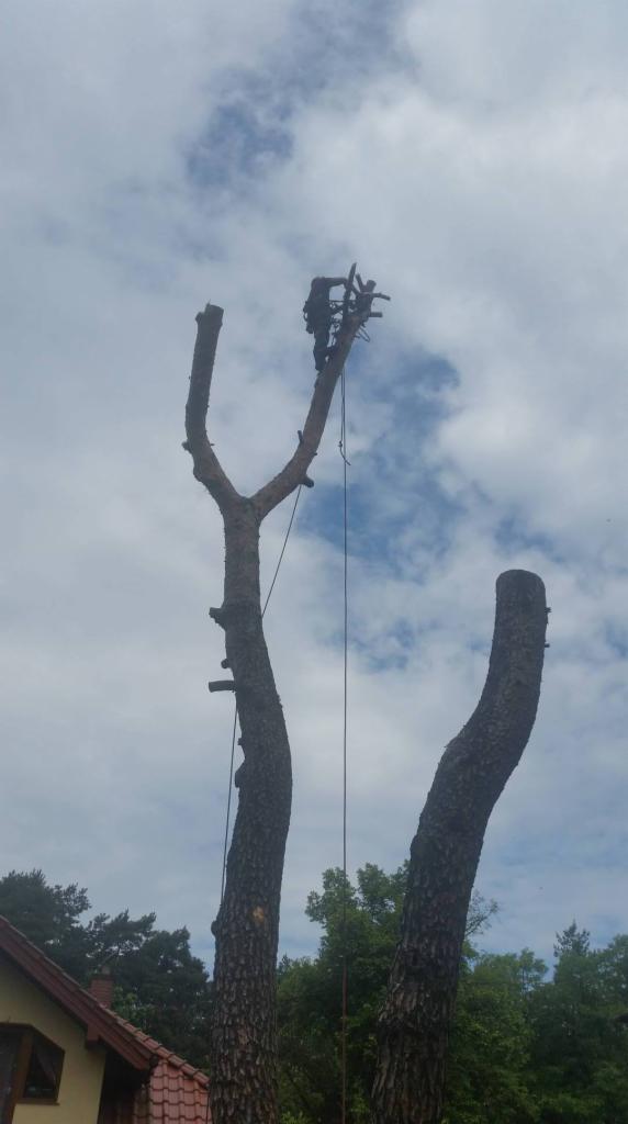 Arborysta w uprzęży na wysokim drzewie z obciętymi gałęziami na tle pochmurnego nieba, widoczny fragment dachu domu.