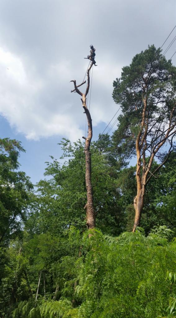 Arborysta na szczycie wysokiego, ogołoconego drzewa, zabezpieczony linami, przygotowuje się do cięcia gałęzi piłą łańcuchową, na tle zieleni i błękitnego nieba.