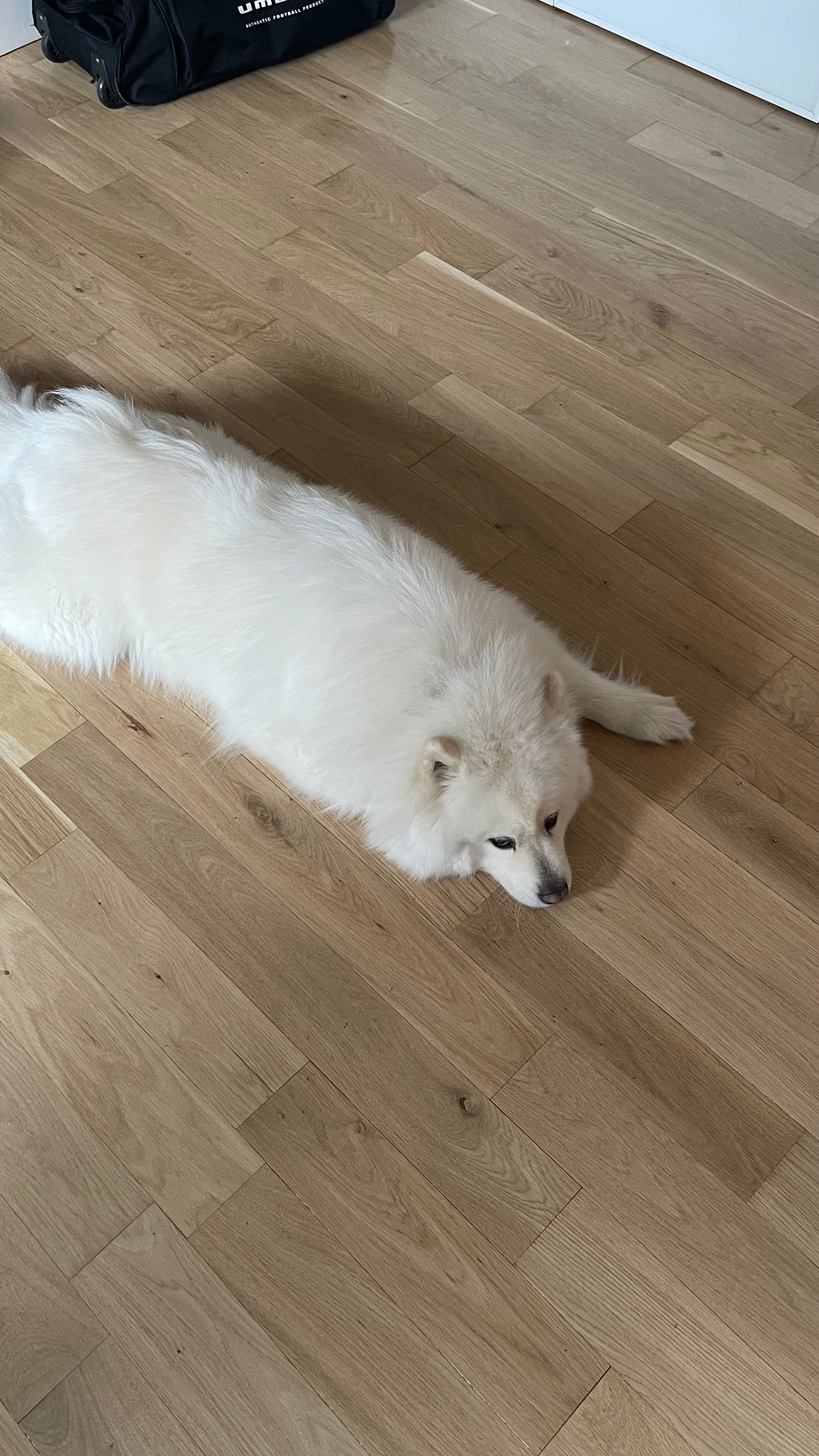 Jasny parkiet z desek, na którym leży biały pies rasy Samoyed, w rogu widoczna torba sportowa.