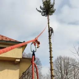 Arborysta w uprzęży, zabezpieczony linami, przycina wysokie drzewo iglaste od dołu, pozostawiając jedynie koronę, na tle błękitnego nieba i budynku.