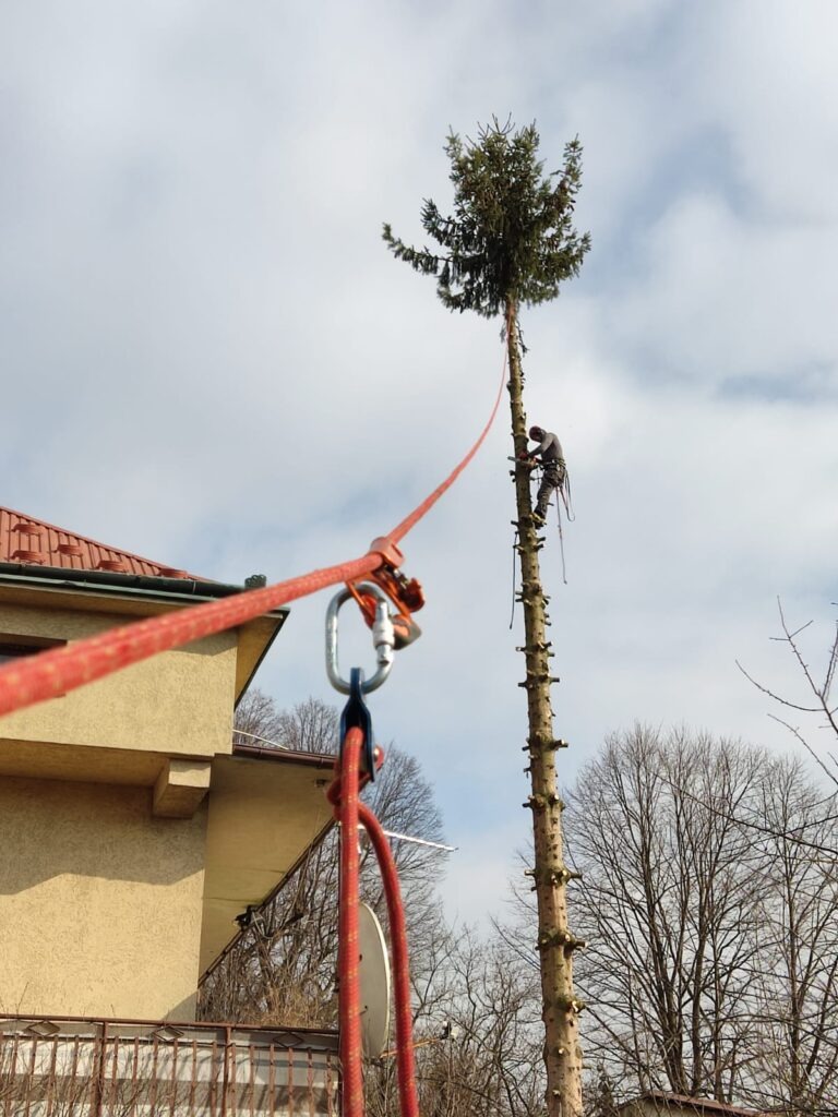 Arborysta w uprzęży, zabezpieczony linami, przycina wysokie drzewo iglaste od dołu, pozostawiając jedynie koronę, na tle błękitnego nieba i budynku.