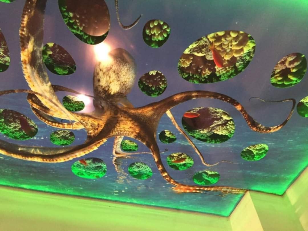 Sufit z malowidłem przedstawiającym ośmiornicę i podwodny krajobraz z rybami w okrągłych kadrach, całość w odcieniach niebieskiego i zieleni.