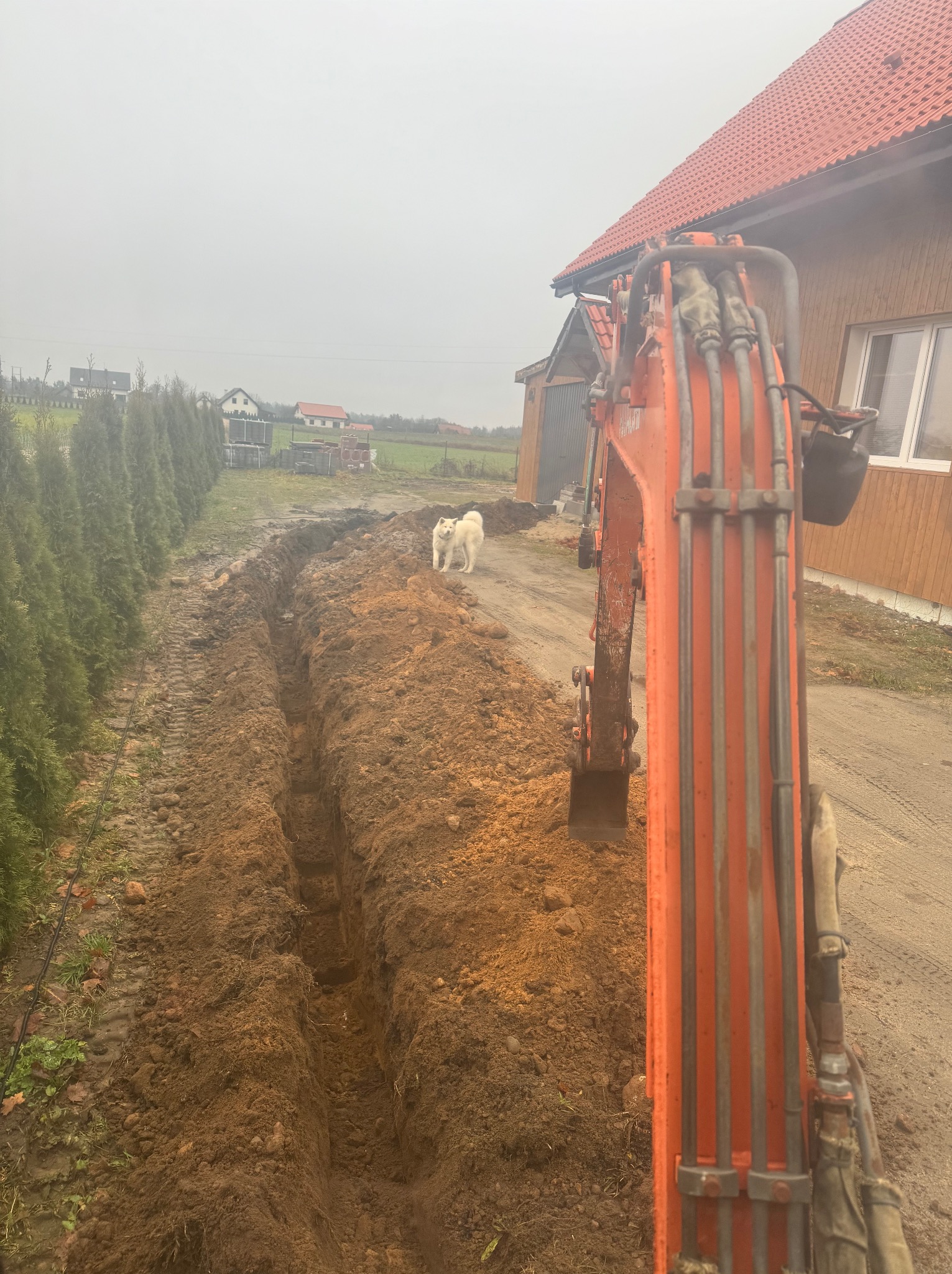 Pomarańczowa koparka w trakcie wykonywania wykopu w ziemi, w tle biały pies i dom z czerwoną dachówką, pochmurny dzień.