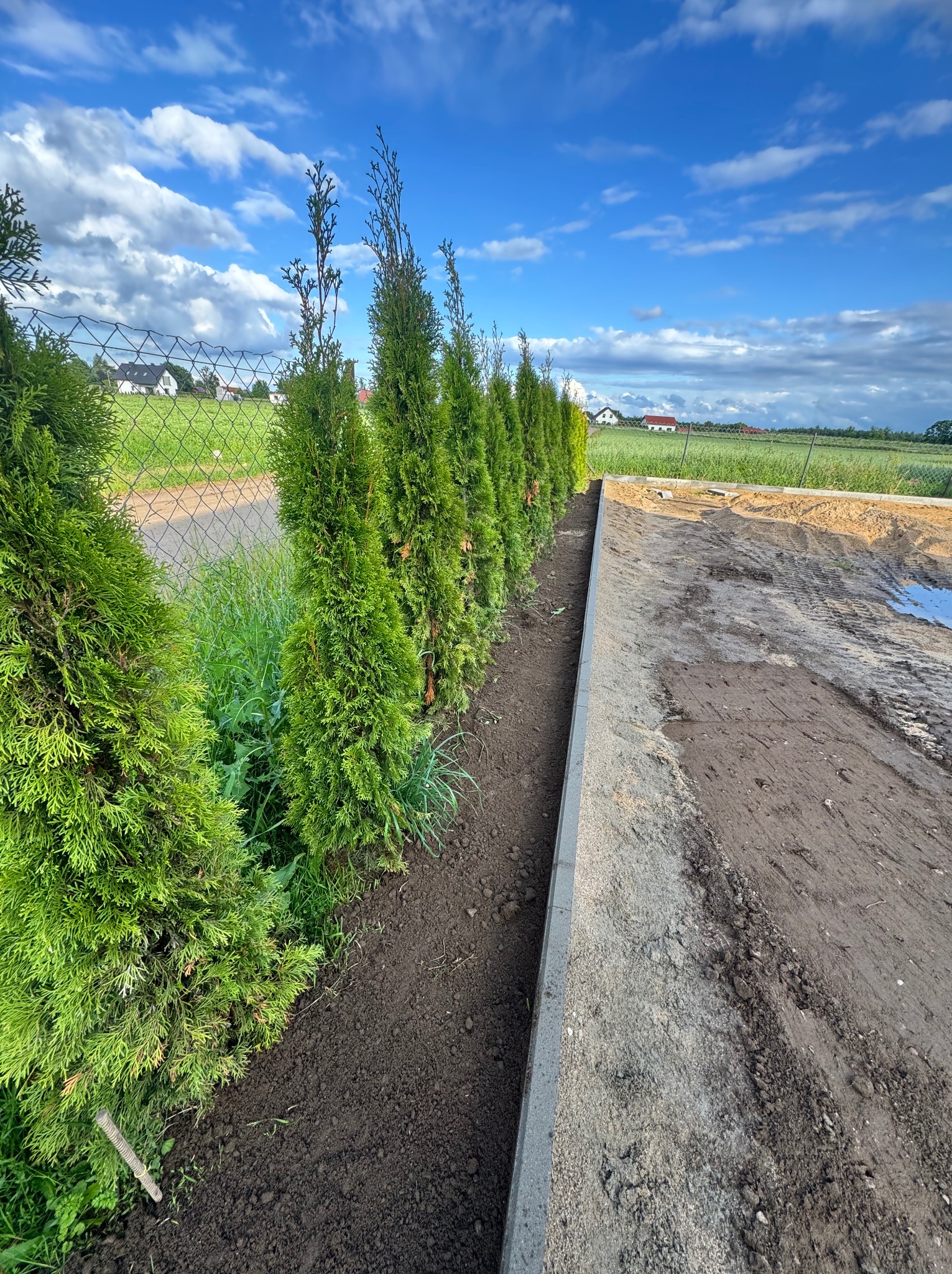 Świeżo posadzone tuje szmaragdowe wzdłuż krawężnika, przygotowany teren pod przyszły trawnik, błękitne niebo z chmurami w tle.