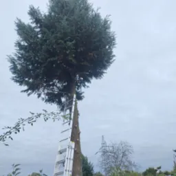 Przycięte drzewo iglaste z drabiną opartą o pień, widoczne ślady po cięciu gałęzi, słup wysokiego napięcia w tle na pochmurnym niebie.