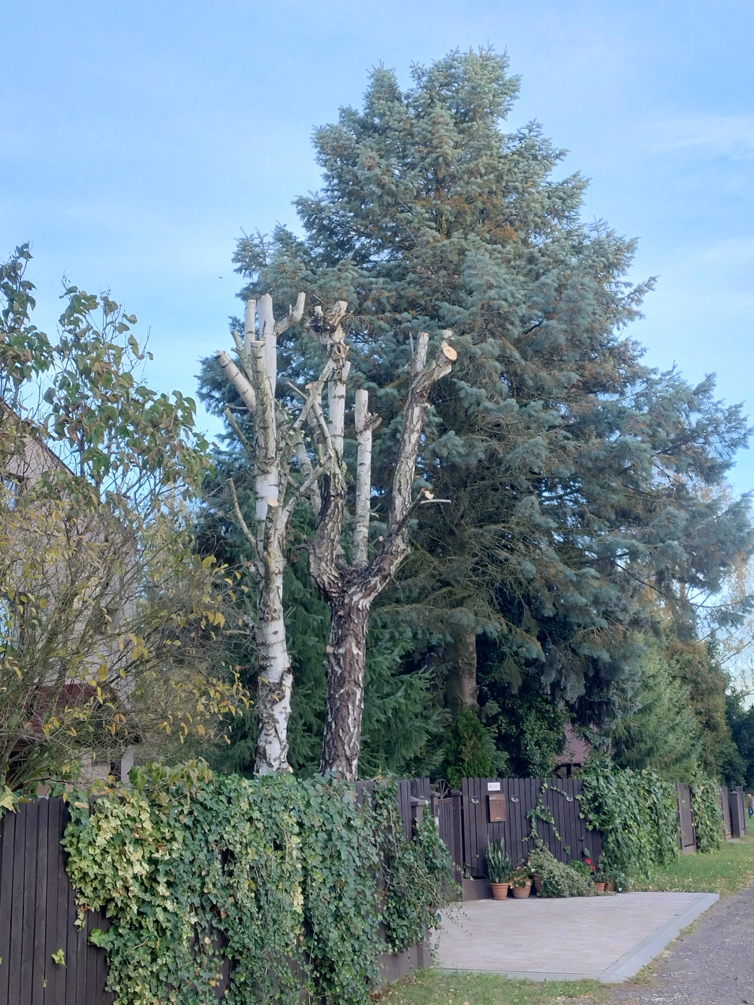Przycięte brzozy z widocznymi śladami cięcia, na tle dużej, zielonej choinki i drewnianego płotu porośniętego bluszczem.