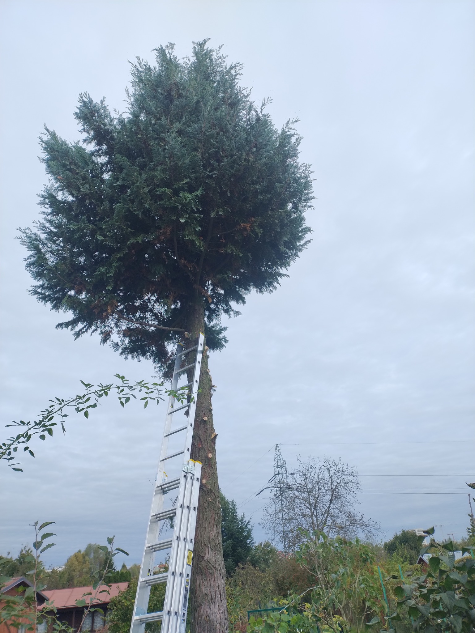 Przycięte drzewo iglaste z drabiną opartą o pień, widoczne ślady po cięciu gałęzi, słup wysokiego napięcia w tle na pochmurnym niebie.
