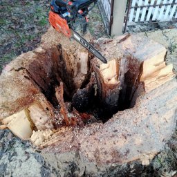 Pień w tylnej części był już mocno przegniły, ale ostatecznie wycinka zakończyła się sukcesem. :) Klient zadowolony.