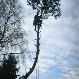 Arbo-man - Wysokiej Klasy Usuwanie Drzew Myszków
