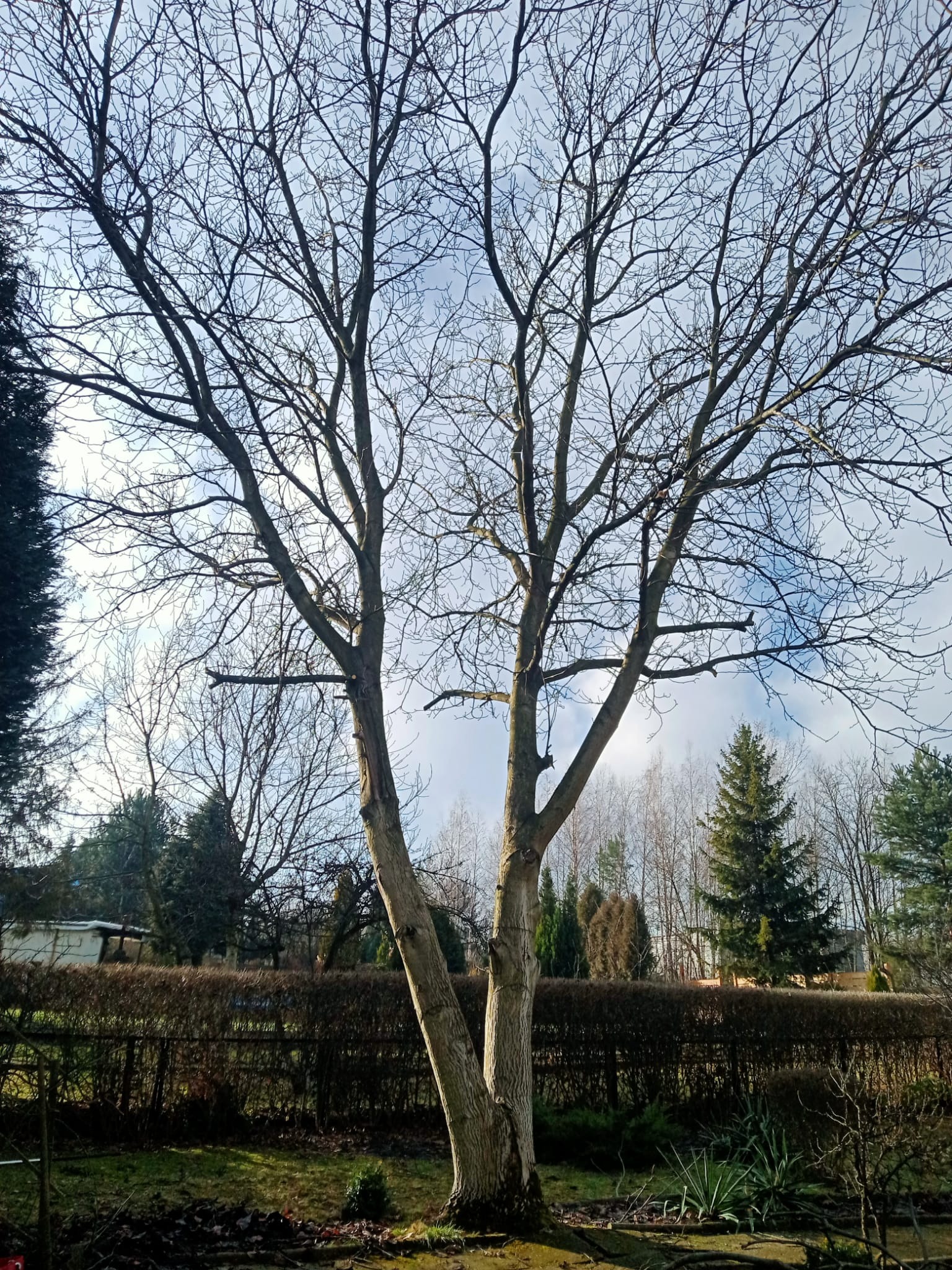 Orzech włoski ścięty przeze mnie sekcyjnie, kawałek po kawałku. Lokalizacja Piekary Śląskie.