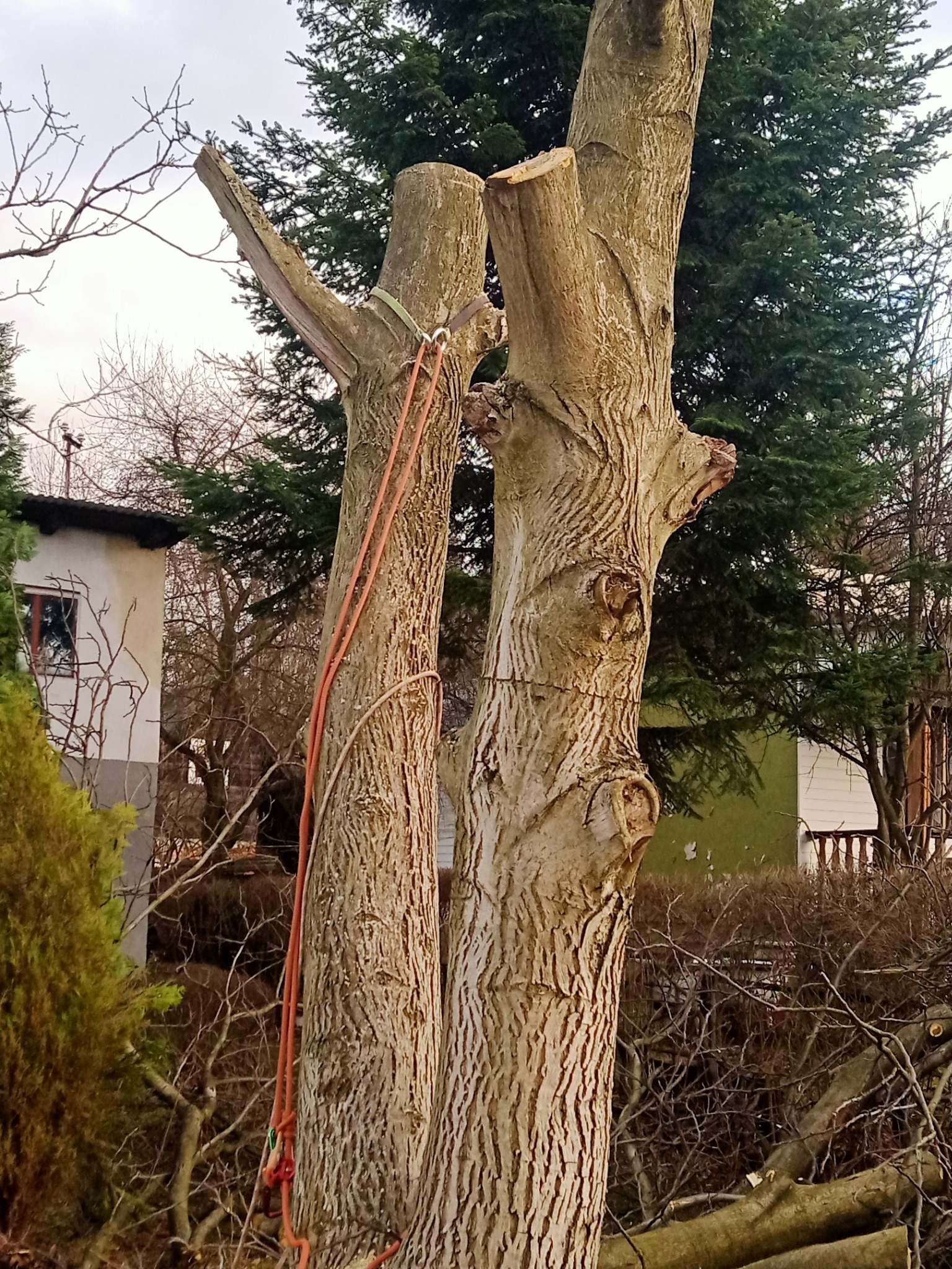 Tak wyglądał przed końcem wycinki. Pracę wykonałem samodzielnie, bez żadnej pomocy.