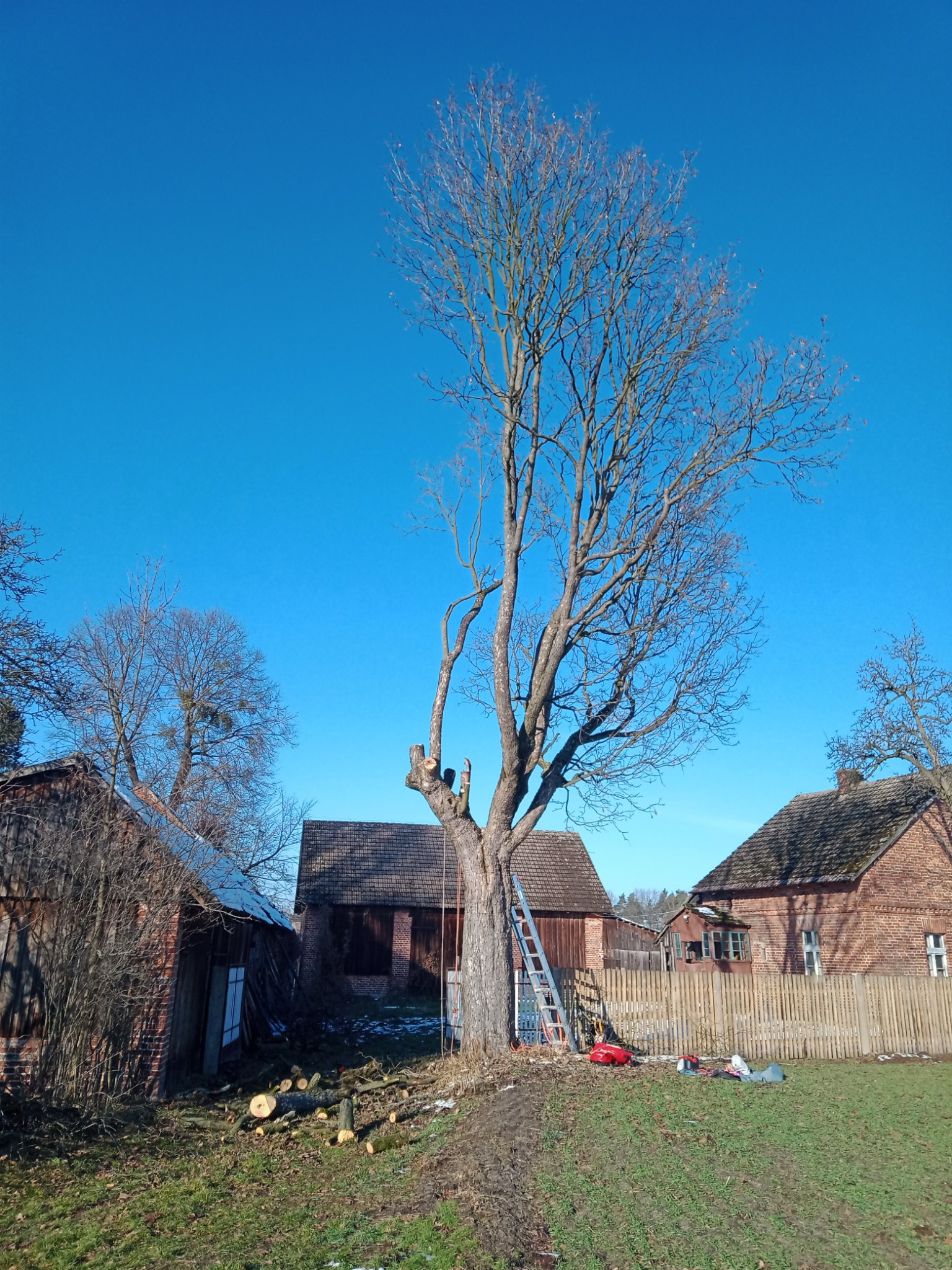 Klon bez liści po częściowej wycince, z widoczną drabiną opartą o pień i sprzętem do prac na ziemi, na tle zabudowań gospodarczych w słoneczny dzień.