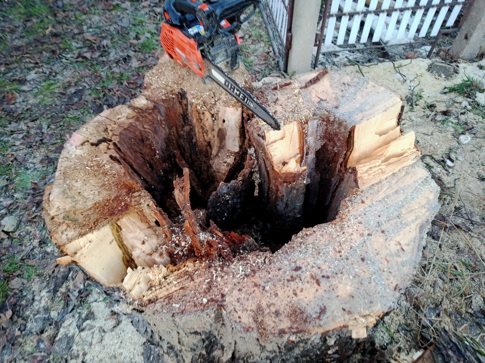 Pień w tylnej części był już mocno przegniły, ale ostatecznie wycinka zakończyła się sukcesem. :) Klient zadowolony.