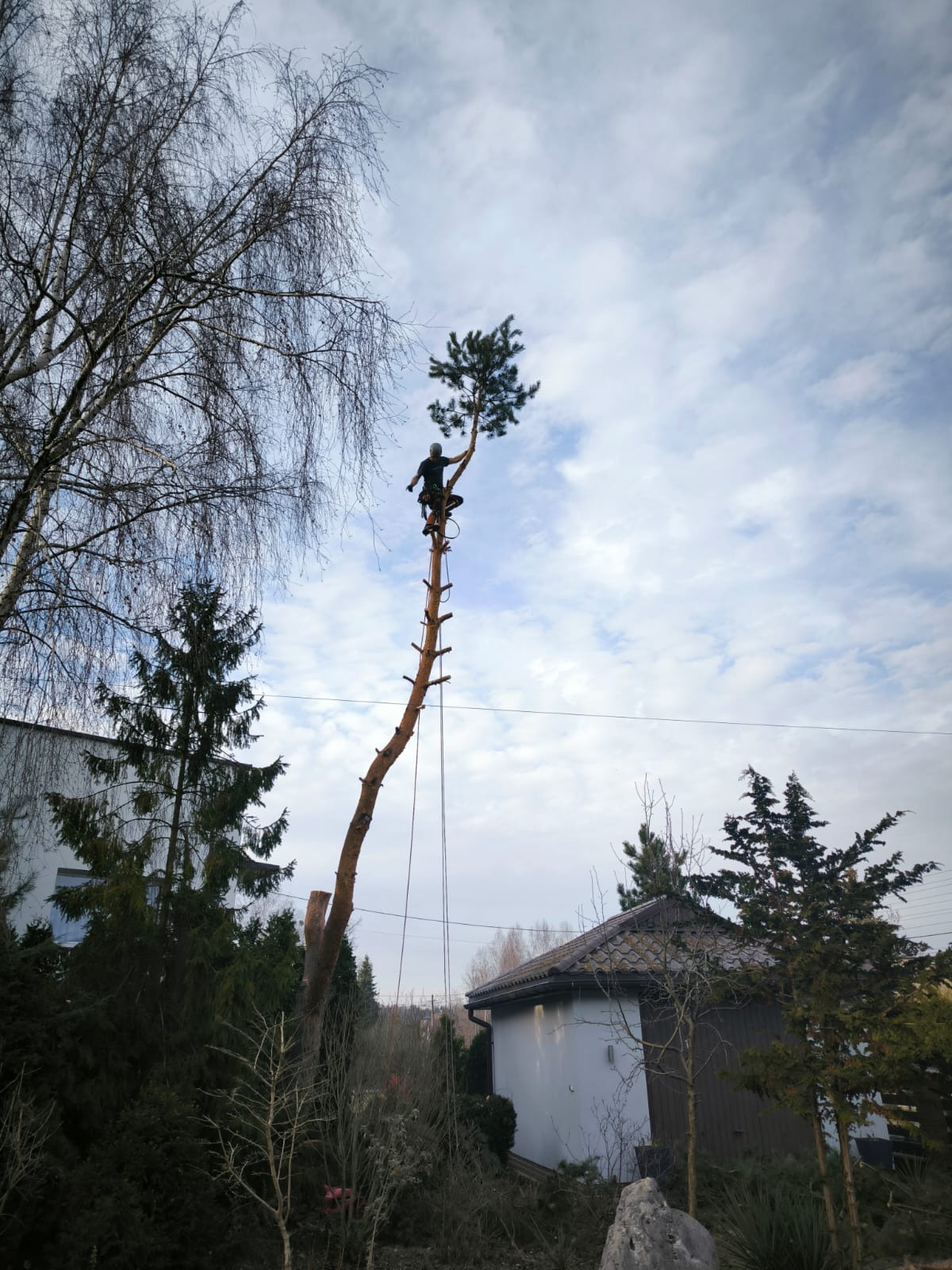 Pracownik w kasku, zabezpieczony linami, na szczycie wysokiego pnia drzewa z pozostawioną koroną, przygotowuje się do usunięcia ostatniej części drzewa; widoczne budynki w tle.