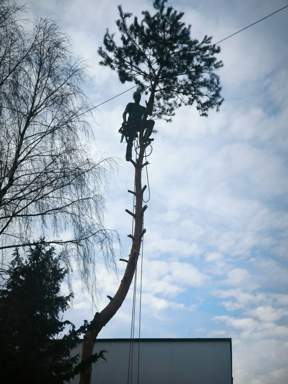 Arborysta w uprzęży, na wysokiej sośnie, częściowo pozbawionej gałęzi, na tle błękitnego nieba z chmurami.