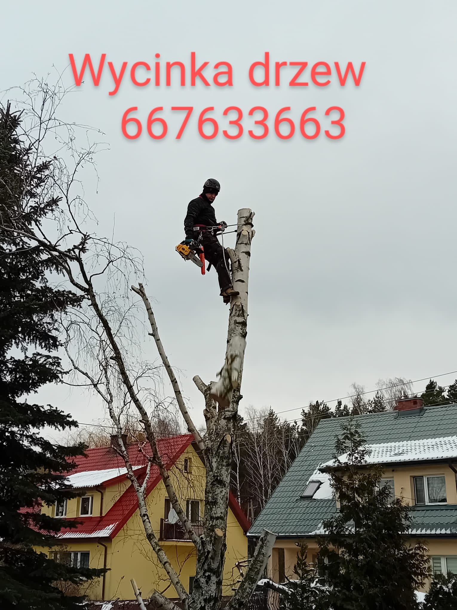 Arborysta w Teresinie, zabezpieczony linami, tnie ostatnie gałęzie wysokiej brzozy z użyciem piły spalinowej; w tle domy jednorodzinne.