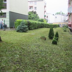Trawy Łan Michał Łucewicz - Po koszeniu: trawnik z resztkami ściętej trawy, równo przycięty żywopłot, małe drzewka iglaste i fragment budynku mieszkalnego w tle.