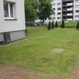 Trawy Łan Michał Łucewicz - Świeżo skoszony trawnik przy bloku mieszkalnym z rzędem małych drzewek iglastych w donicach. Widoczna kostka brukowa i budynek w tle.