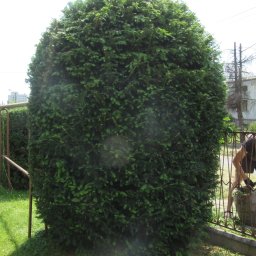 Trawy Łan Michał Łucewicz - Zadbany, kulisty krzew iglasty na trawniku, formowany żywopłot w tle, częściowo widoczna osoba przy pracy, metalowe ogrodzenie. Słoneczny dzień, regularne cięcie.