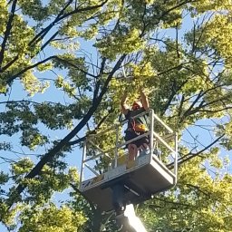 Trawy Łan Michał Łucewicz - Praca na zwyżce: Wycinanie uschniętych gałęzi na wysokości ok 17metrów