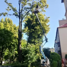 Praca na wysokości: wycinka uschniętych gałęzi drzewa z użyciem podnośnika koszowego na tle miejskiej zabudowy i zieleni. Widoczny operator w koszu i pracownik obsługujący maszynę.