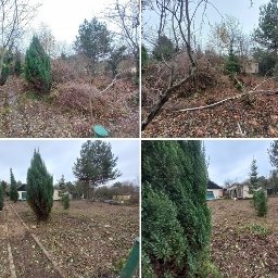 Trawy Łan Michał Łucewicz - Cztery kadry ogrodu: przed i po pracach porządkowych. Usunięte gałęzie, uporządkowane rabaty, widoczne iglaki i drzewa liściaste. Pochmurny dzień.