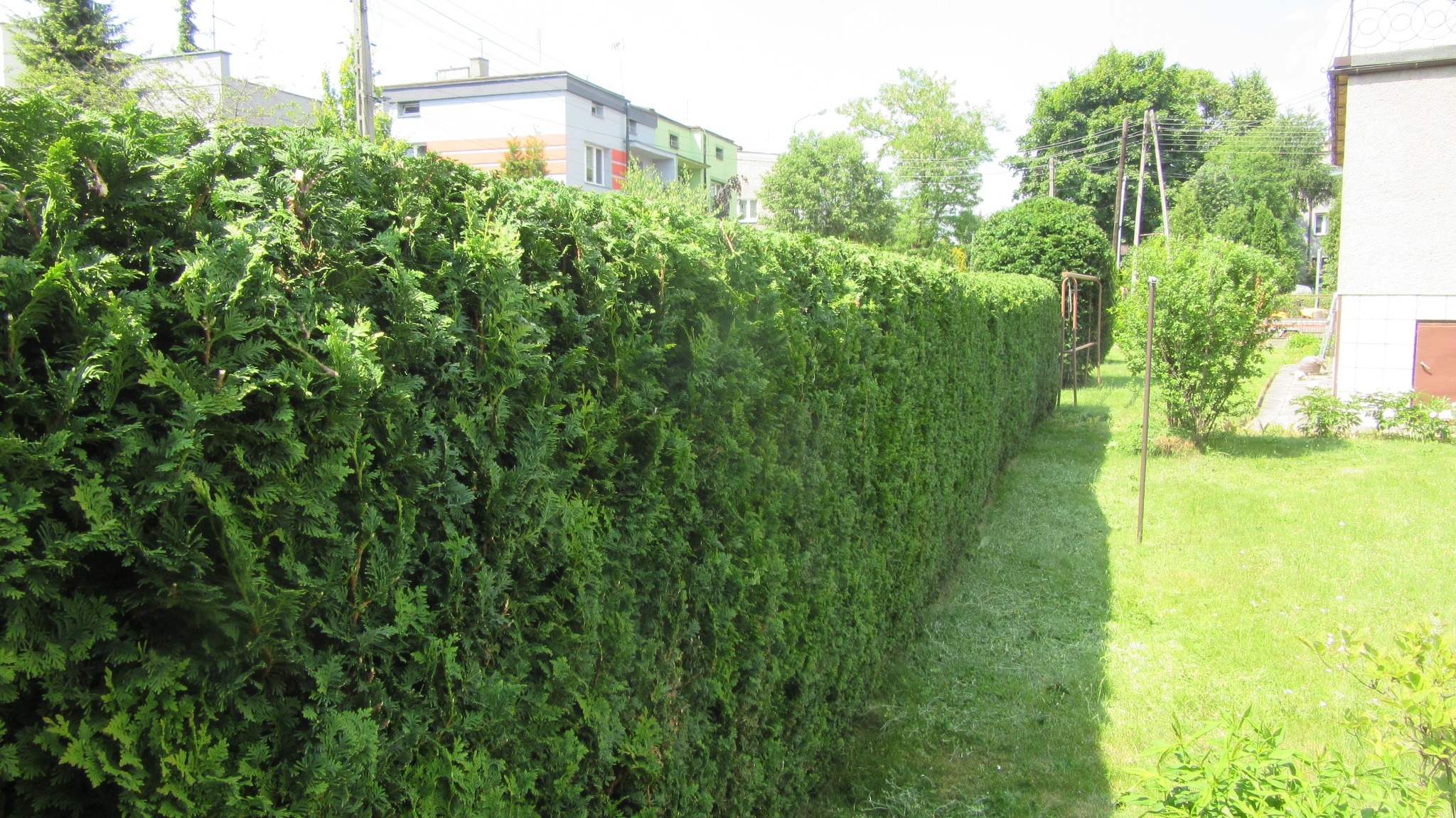 Długi, zielony żywopłot z formowanymi krzewami w ogrodzie, świeżo skoszona trawa wzdłuż żywopłotu, budynki w tle.