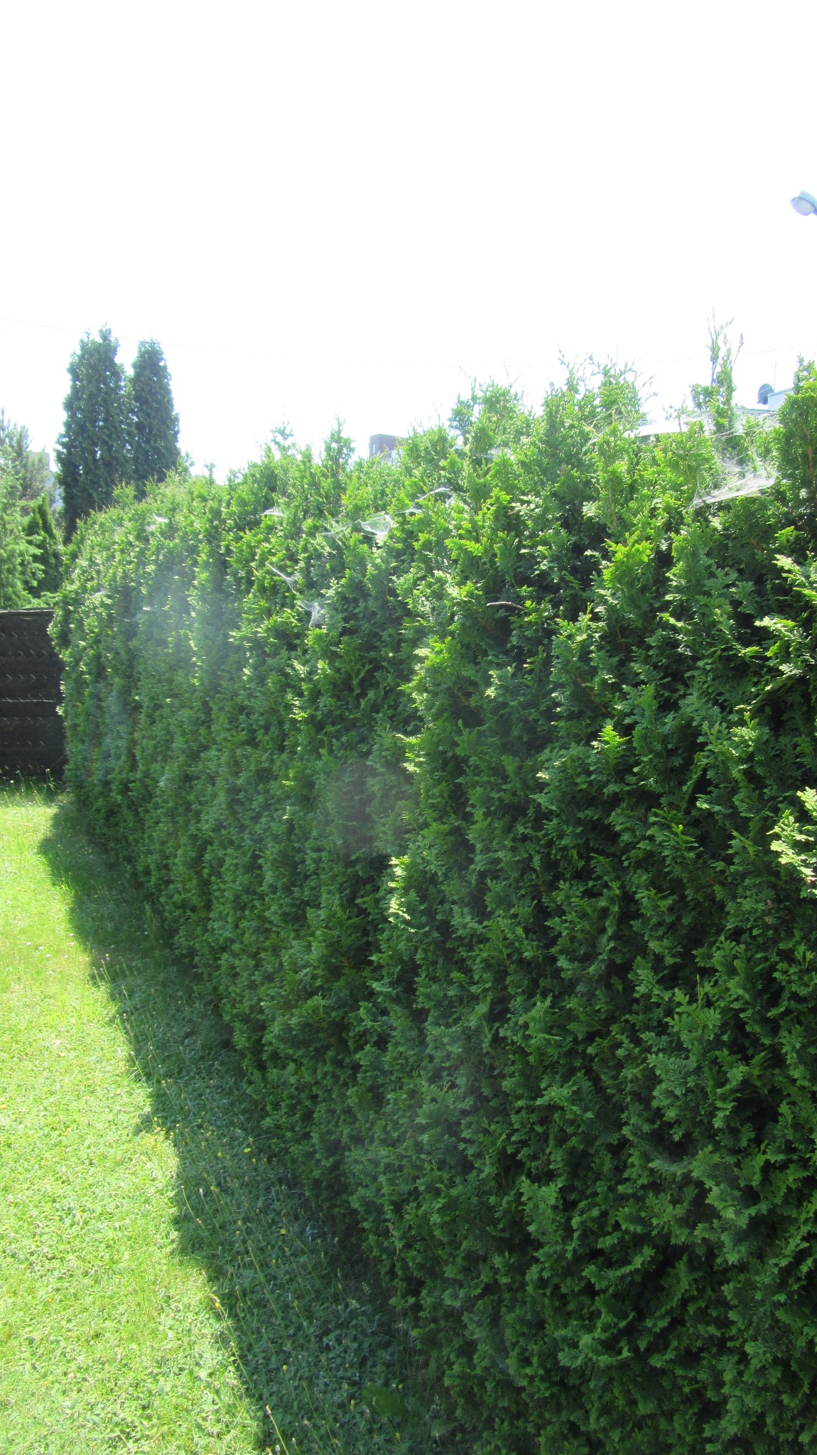 Teren ok 70mb: formowanie żywopłotów, oraz przycinanie i formowanie krzewów. 3 razy w roku