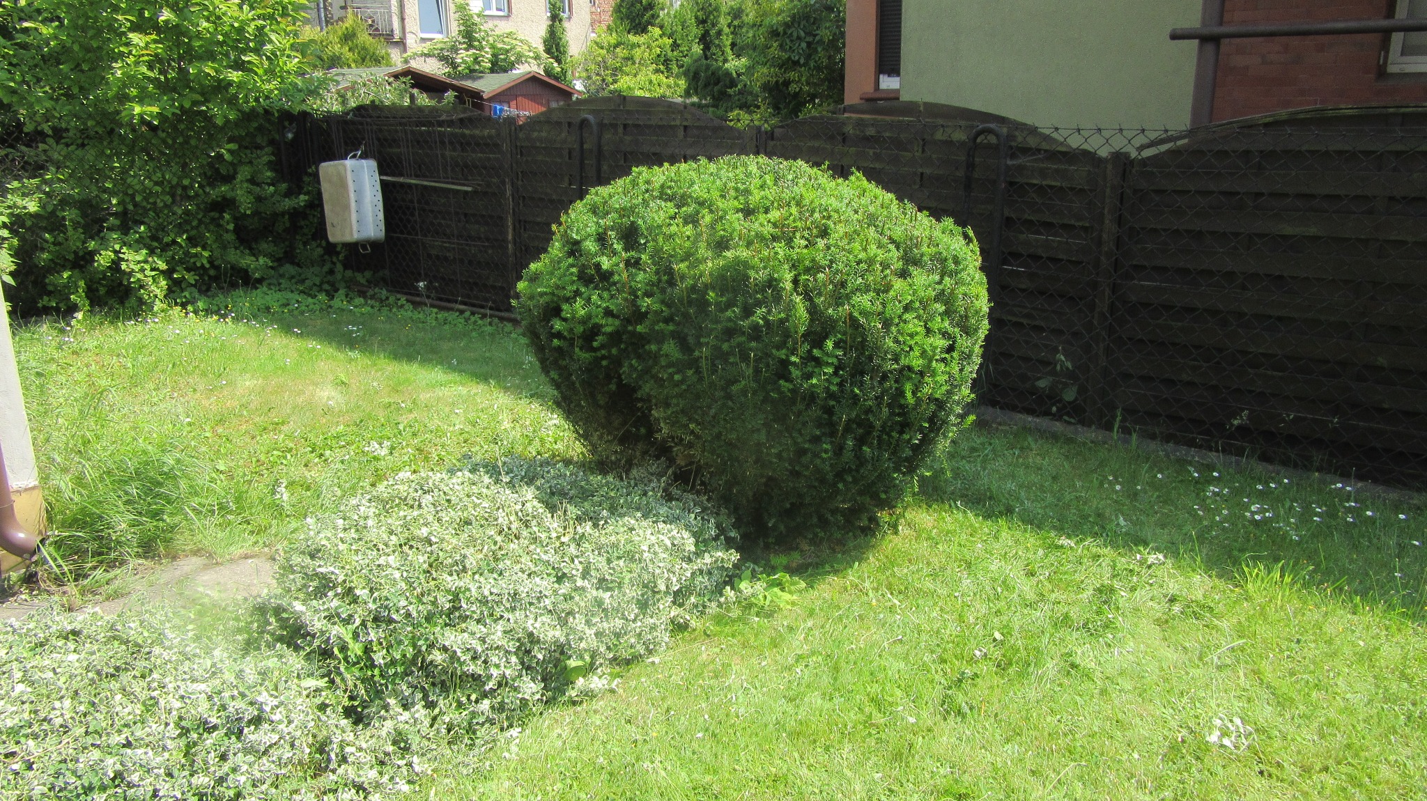 Formowany krzew na trawniku po przycięciu, z widocznymi śladami cięcia. W tle ciemny płot i budynek z rynną. Jasne, dzienne światło.