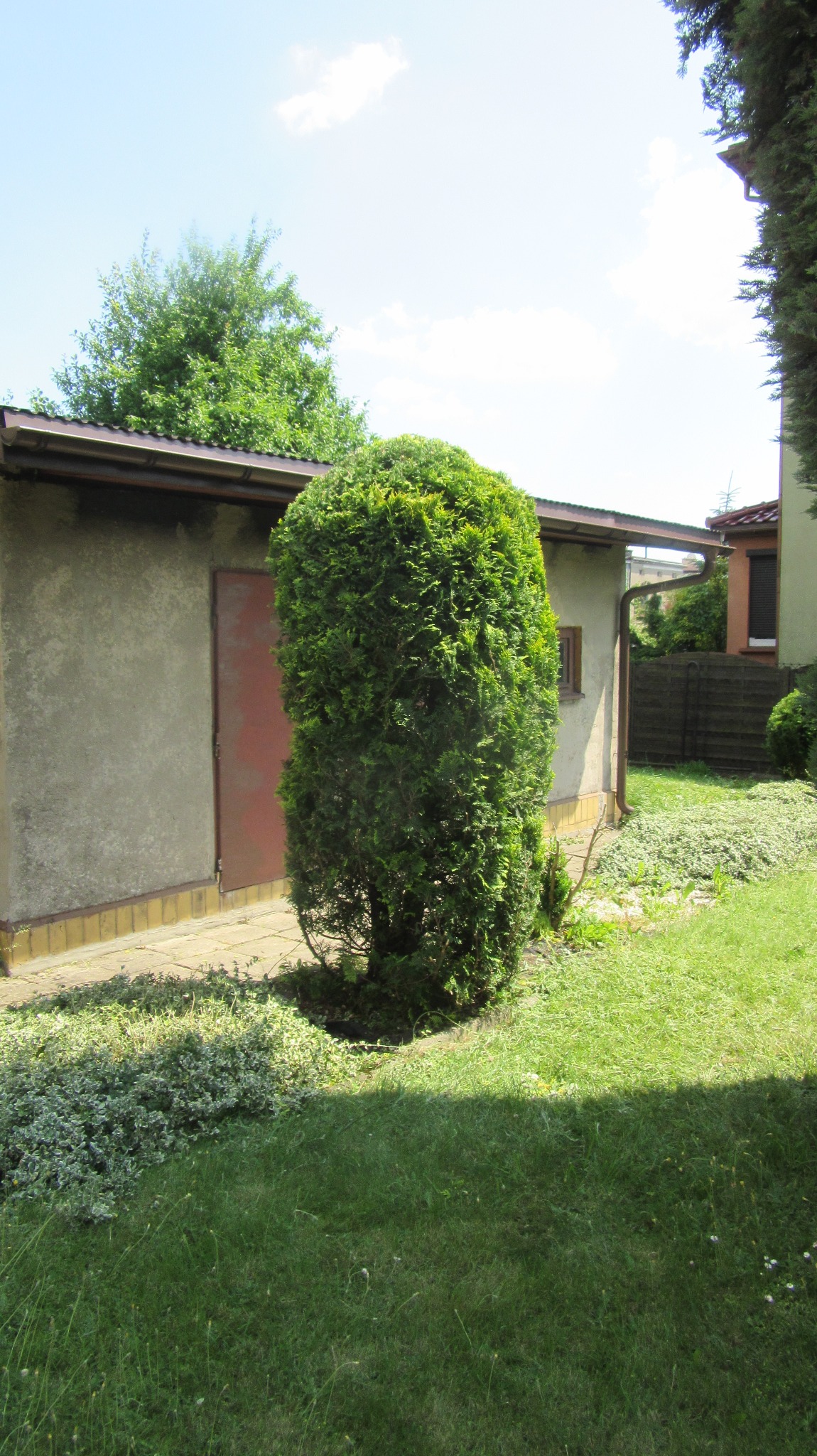 Formowanie żywopłotu z tui w Sosnowcu. Widoczny równo przycięty krzew na tle budynku gospodarczego i trawnika. Słoneczny dzień.