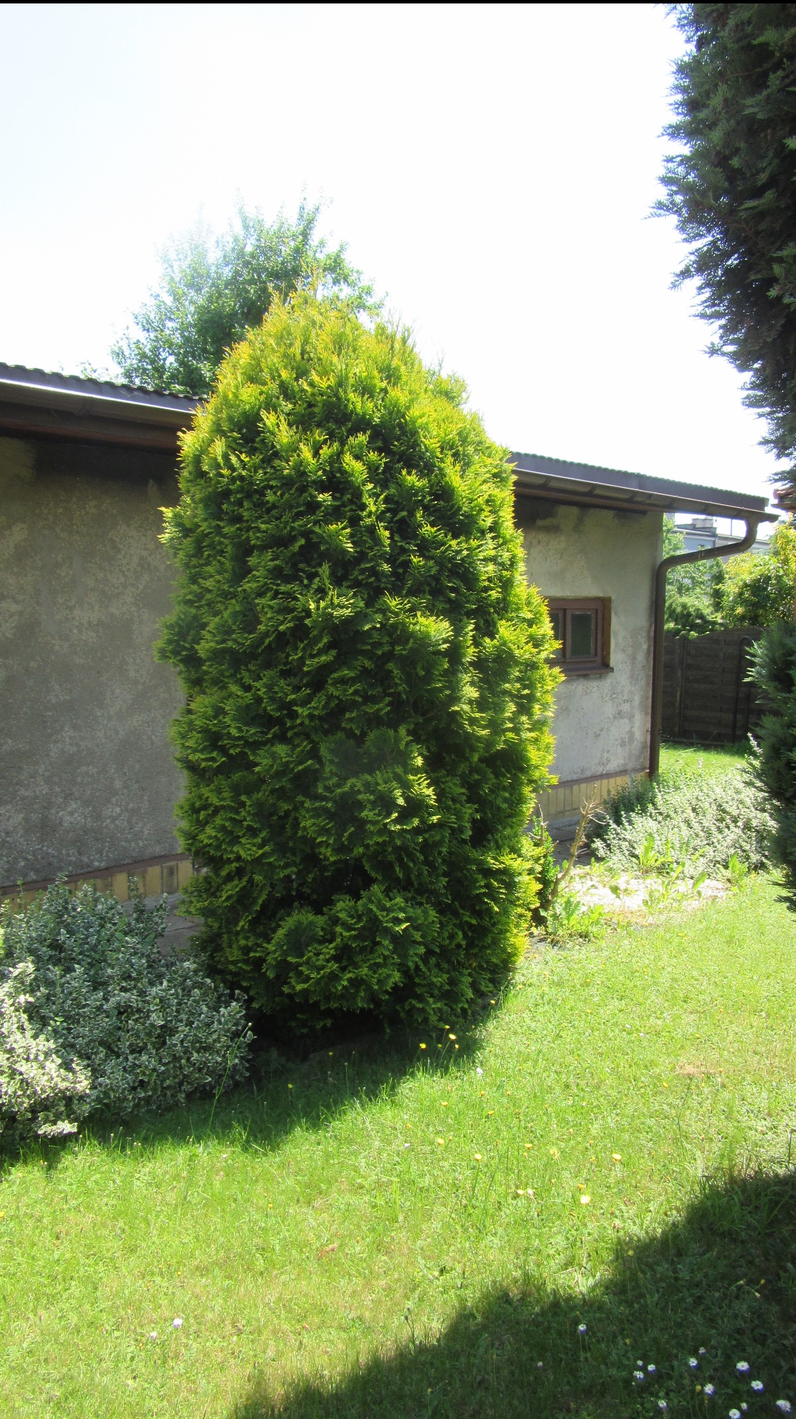 Uformowany, zielony żywopłot przy budynku z brązową rynną, otoczony trawnikiem z kwiatami. Krzewy ozdobne u podstawy. Słoneczny dzień.