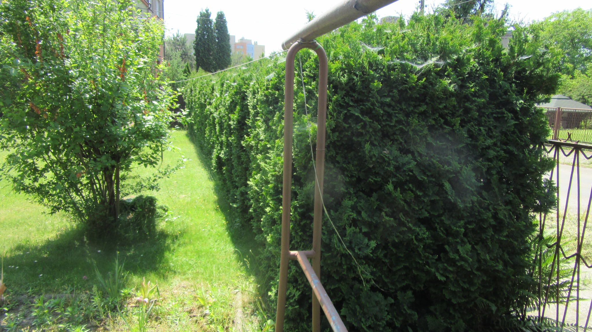 Długi, formowany żywopłot z iglaków, widoczny zza metalowej konstrukcji. Regularne strzyżenie krzewów z bliska, trawnik i drzewo liściaste po lewej.