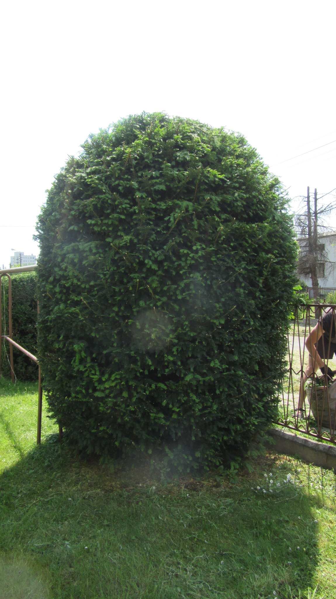 Zadbany, kulisty krzew iglasty na trawniku, formowany żywopłot w tle, częściowo widoczna osoba przy pracy, metalowe ogrodzenie. Słoneczny dzień, regularne cięcie.