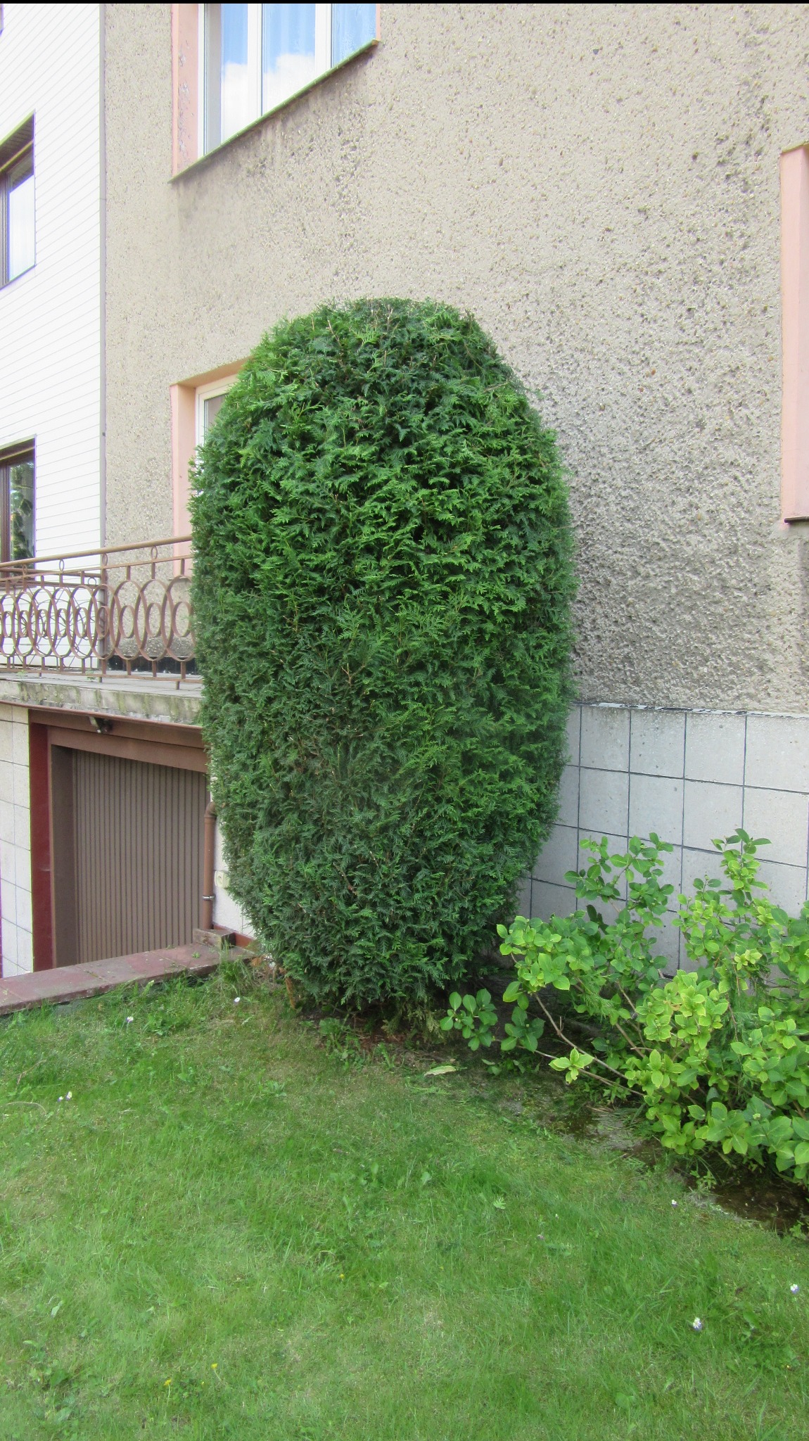 Uformowany, gęsty, zielony żywopłot przy budynku, obok mniejsze krzewy i trawnik. Widoczne okna i balkon budynku. Regularny kształt krzewu.