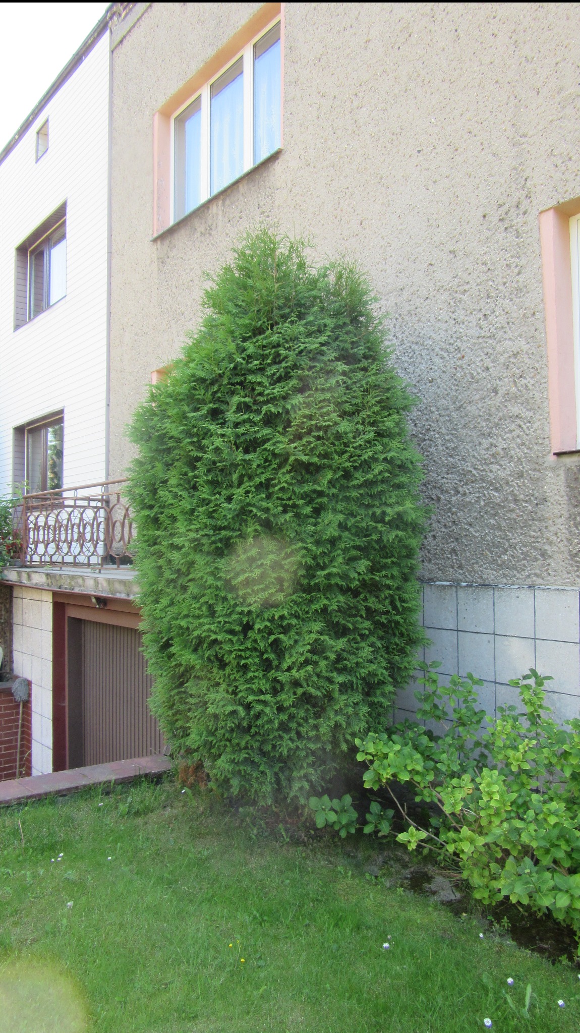 Formowana tuja przy ścianie budynku, obok zielony krzew i trawnik. Widoczne okna i balkon. Przycięcie żywopłotu i krzewów.