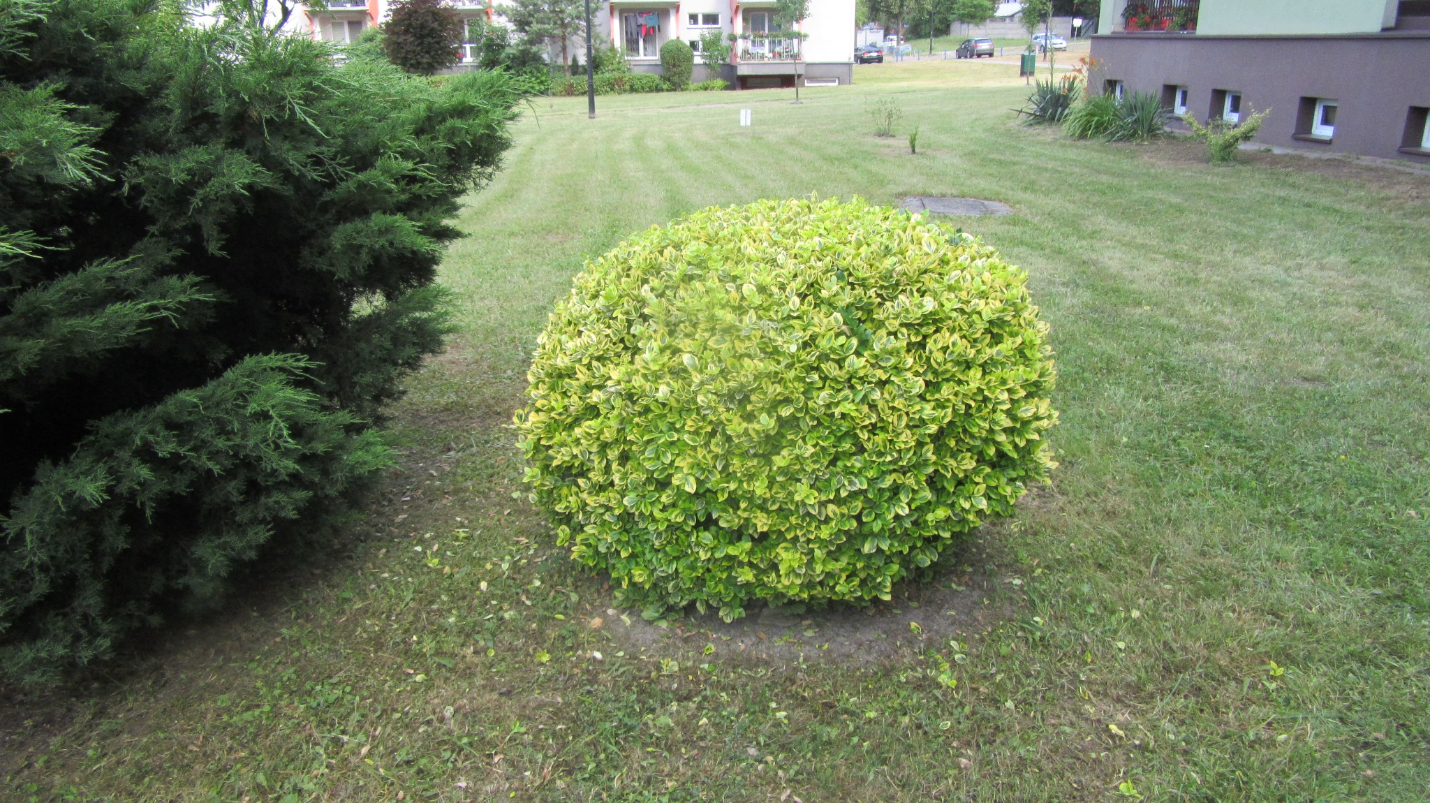 Formowanie kulistego krzewu na tle wypielęgnowanego trawnika z pasami i zieleni osiedlowej. Krzew ozdobny po prawej, iglak po lewej.
