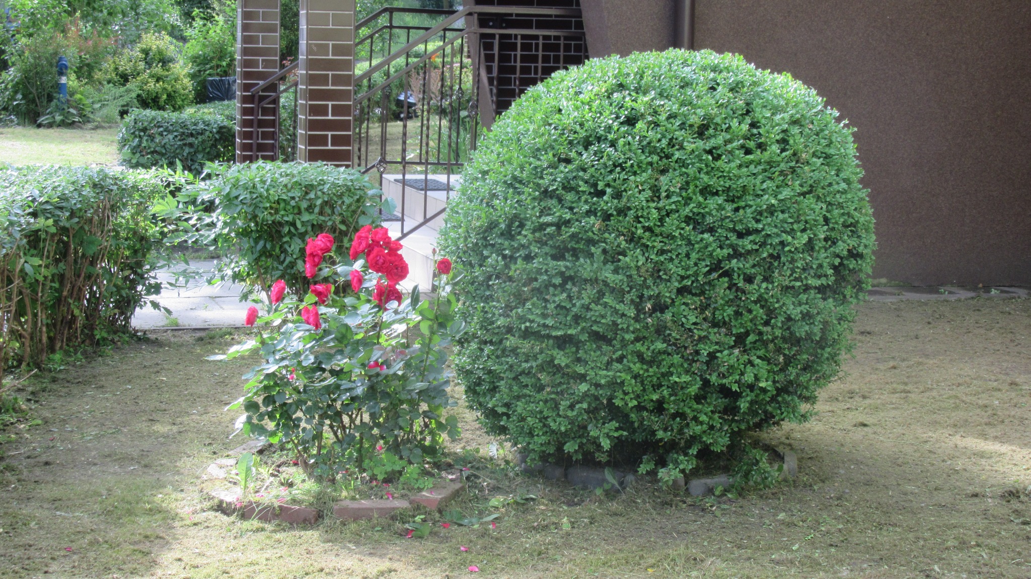 Teren ok 7000mkw: przycinanie trawy, formowanie żywopłotów oraz krzewów. 3 razy w roku.