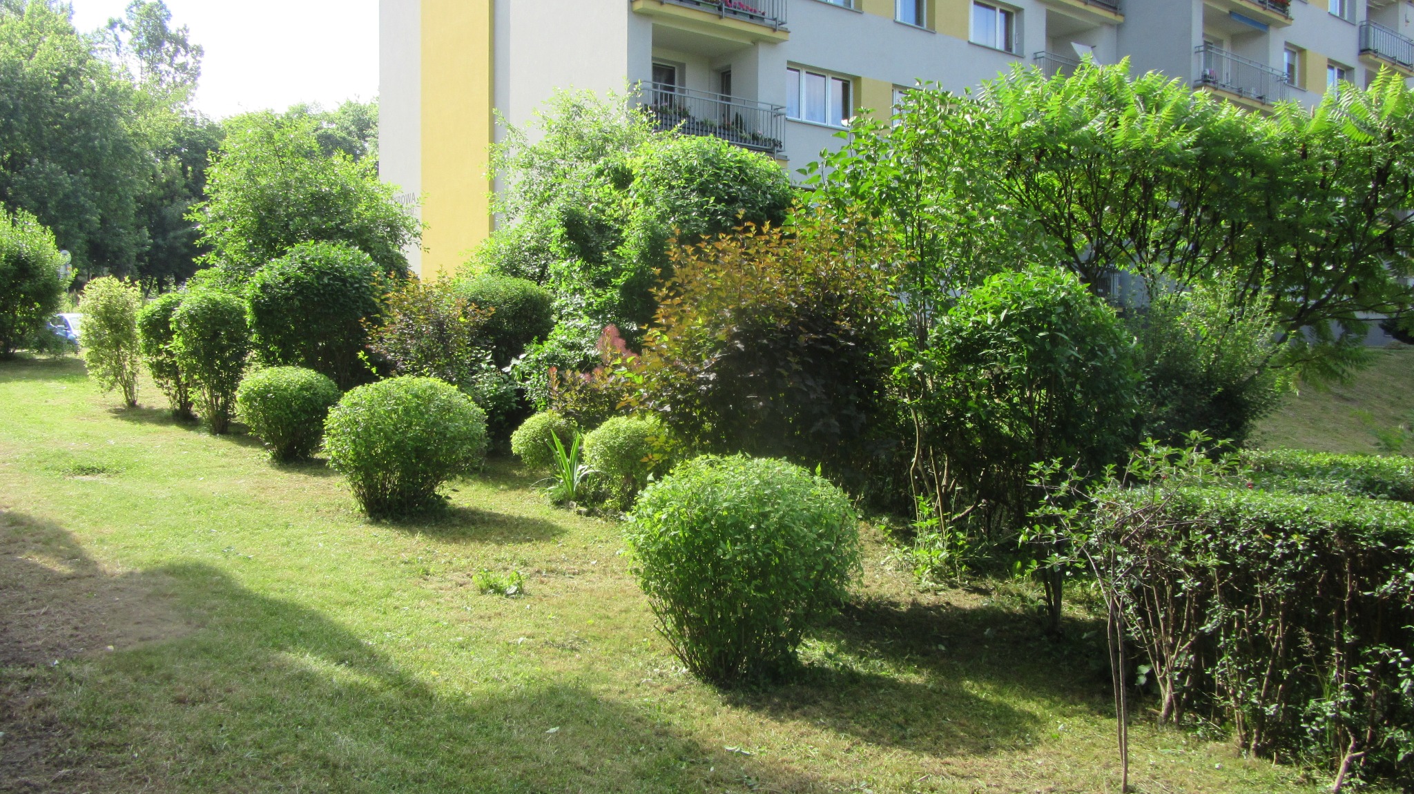 Formowane krzewy kuliste i żywopłot na trawniku przed blokiem mieszkalnym. Regularne kształty roślin, zadbana zieleń miejska. Słoneczny dzień.