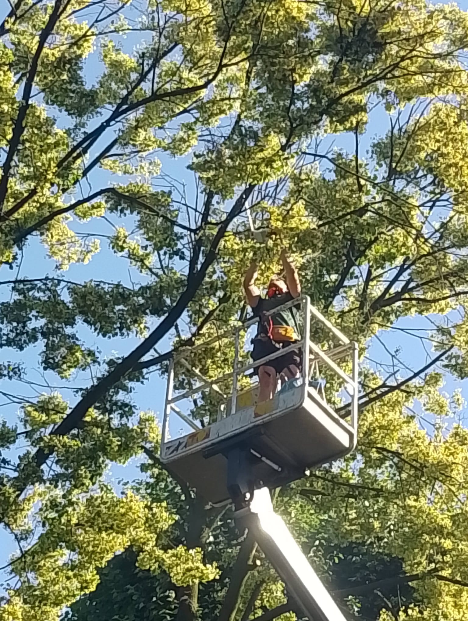 Praca na zwyżce: Wycinanie uschniętych gałęzi na wysokości ok 17metrów