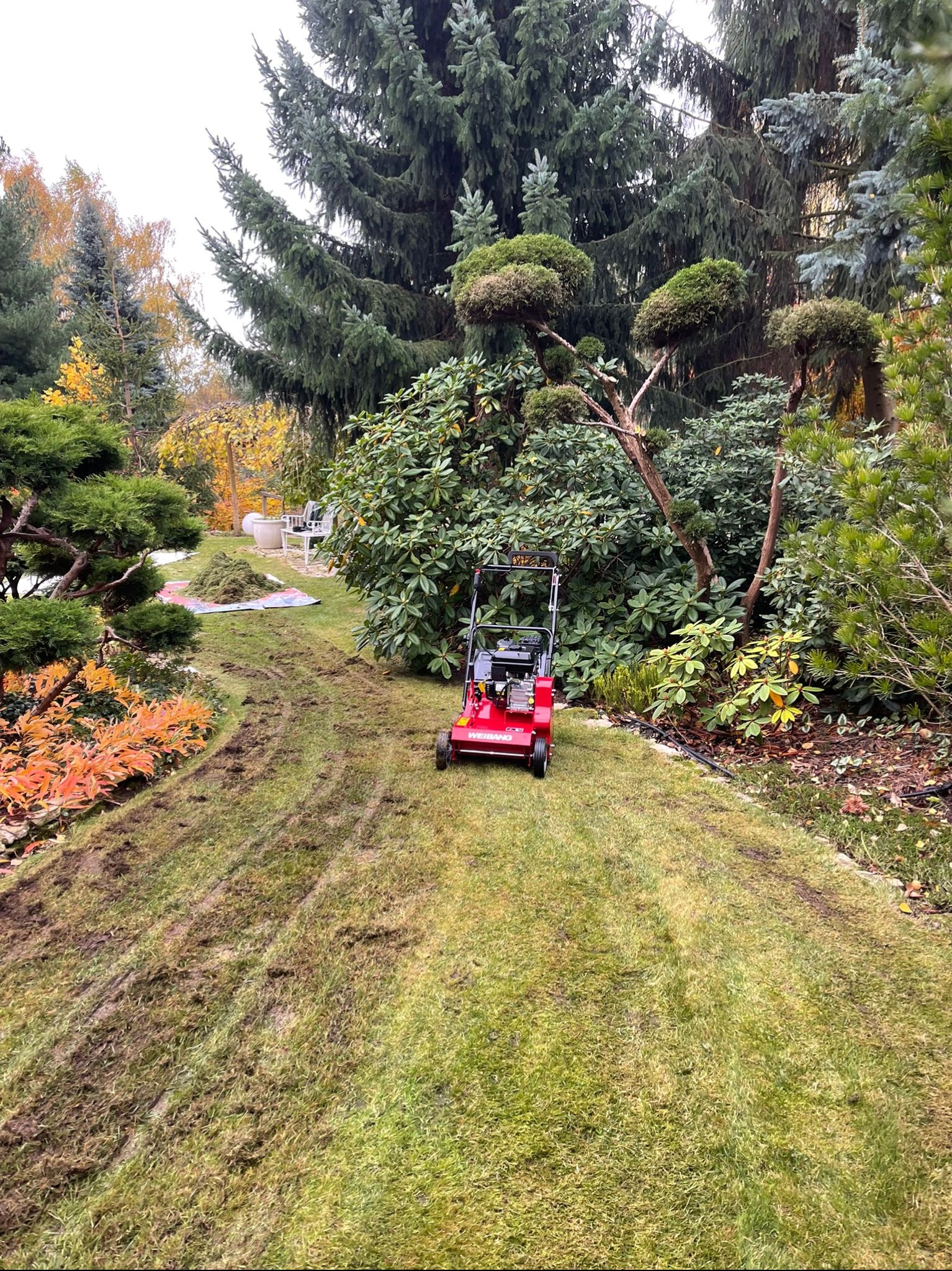 Wertykulacja trawnika w ogrodzie. Czerwony wertykulator na tle zielonej trawy z widocznymi śladami po zabiegu. W tle ozdobne drzewa i krzewy.