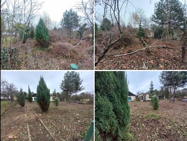 Cztery kadry ogrodu: przed i po pracach porządkowych. Usunięte gałęzie, uporządkowane rabaty, widoczne iglaki i drzewa liściaste. Pochmurny dzień.