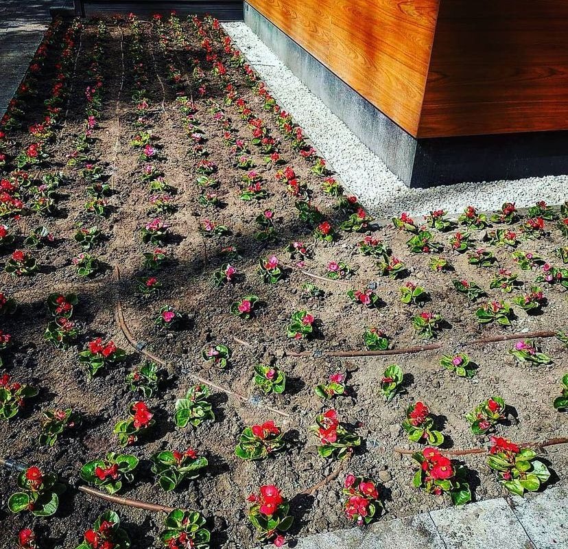 Kwadratowy klomb z regularnym układem czerwonych begonii, z widocznym systemem nawadniania kroplowego, obok drewnianej elewacji budynku, wykończony drobnym białym żwirem.