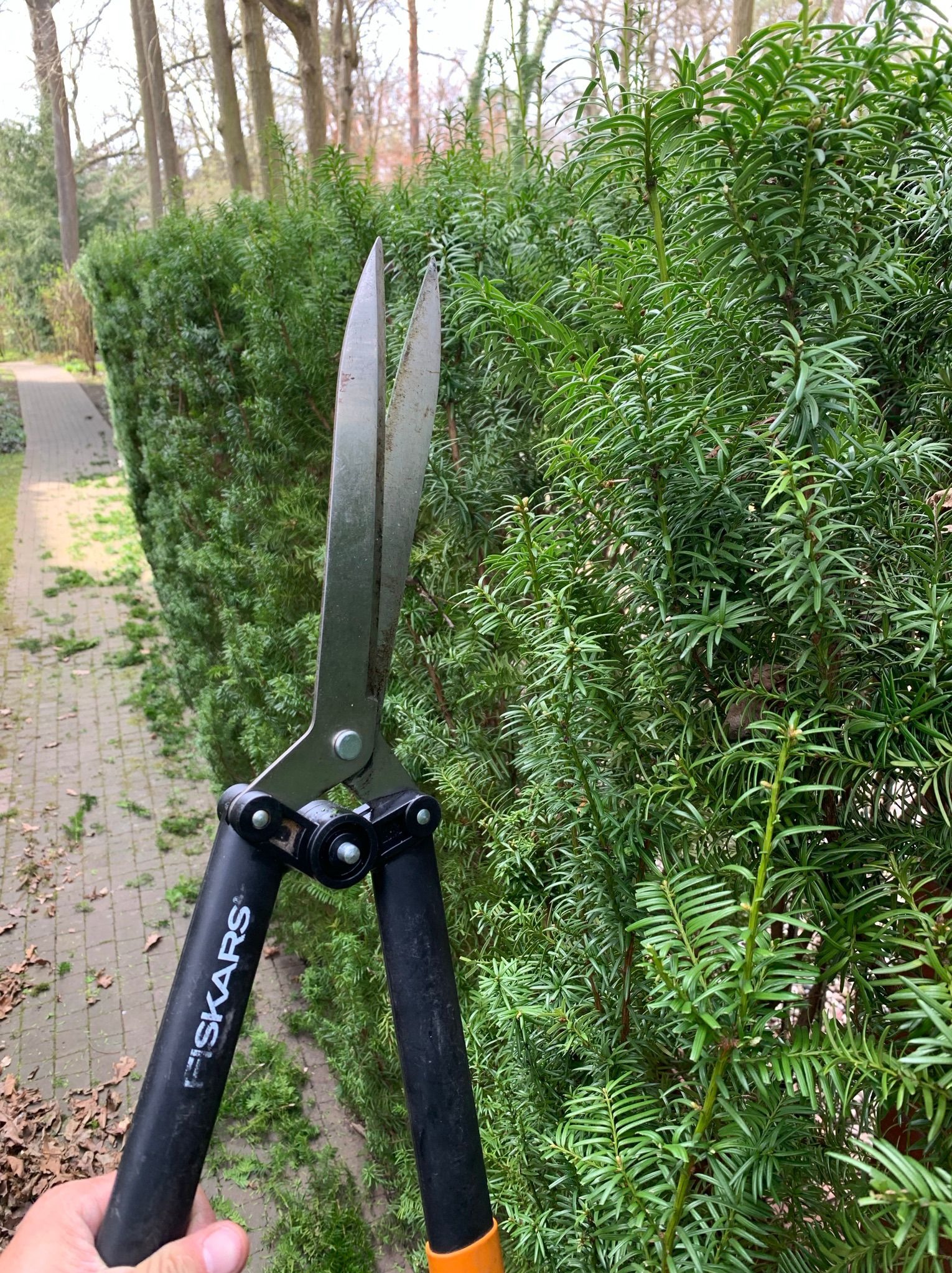 Przycinanie żywopłotu z iglaków nożycami Fiskars, widoczne świeżo obcięte gałązki i równa linia cięcia w tle.