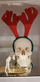 Model czaszki z czerwonymi rogami renifera i zieloną opaską, umieszczony na szklanej półce z elementami kości i fragmentem pozłacanego przedmiotu.