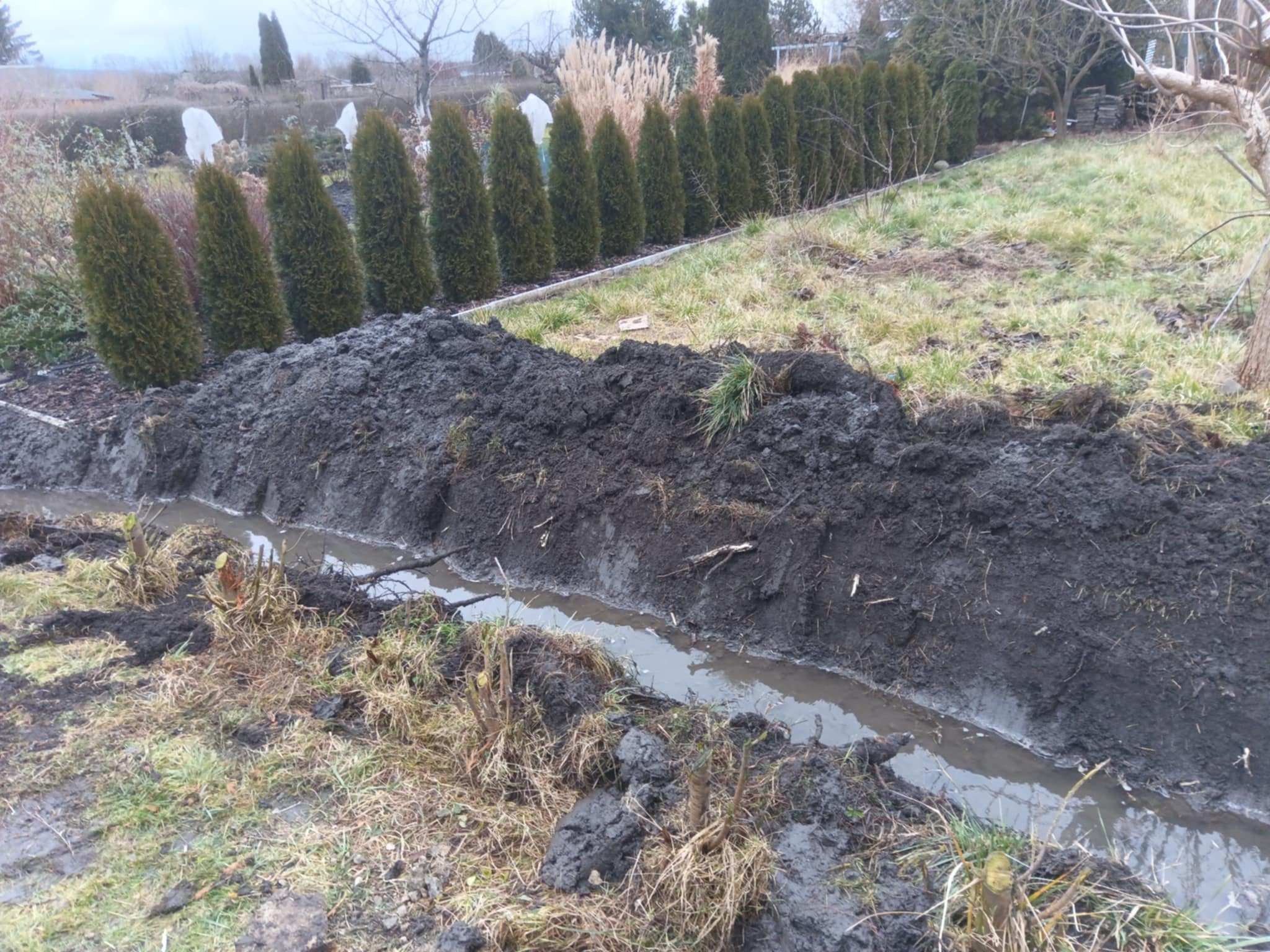 Wykopany rów w ziemi, prawdopodobnie pod system nawadniania ogrodu, z rzędem tuj w tle. W rowie woda. Fragmenty roślinności na pierwszym planie.