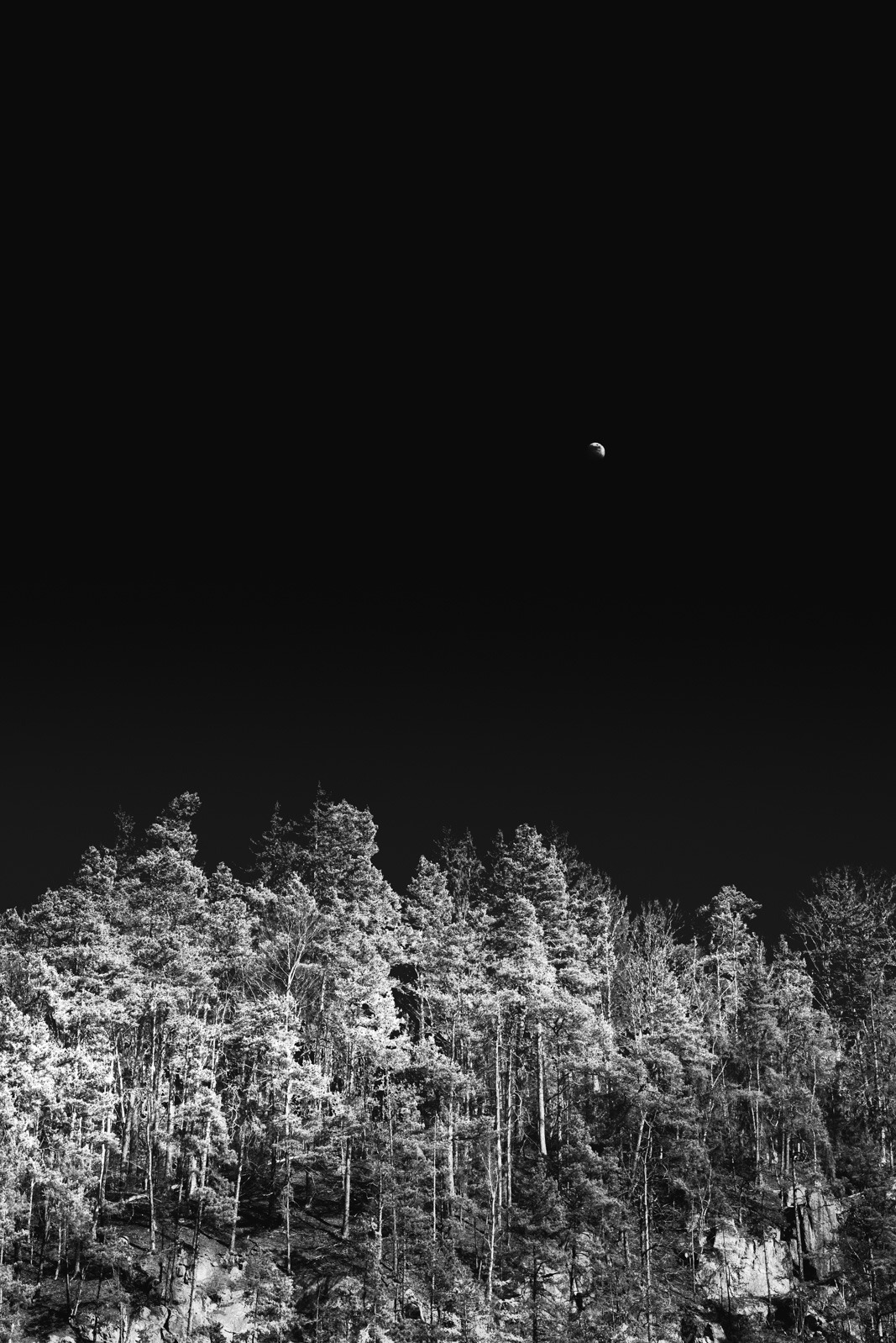 Monochromatyczne zdjęcie lasu iglastego pod nocnym niebem z widocznym sierpem księżyca, wykonane z dołu, ukazujące gęstwinę drzew na tle ciemnego nieba.