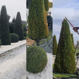 Drabik Paweł P.W. DRABIK - Formowane tuje stożkowe i kuliste w ogrodzie, przycinane przez ogrodnika z użyciem elektrycznych nożyc, rozłożona plandeka zbiera ścinki.
