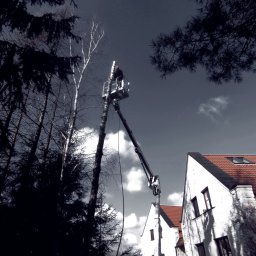 Drabik Paweł P.W. DRABIK - Pracownik w podnośniku koszowym przycina wysokie drzewo liściaste obok białego budynku z czerwoną dachówką, widok z dołu, ciemne gałęzie drzew iglastych w kadrze.