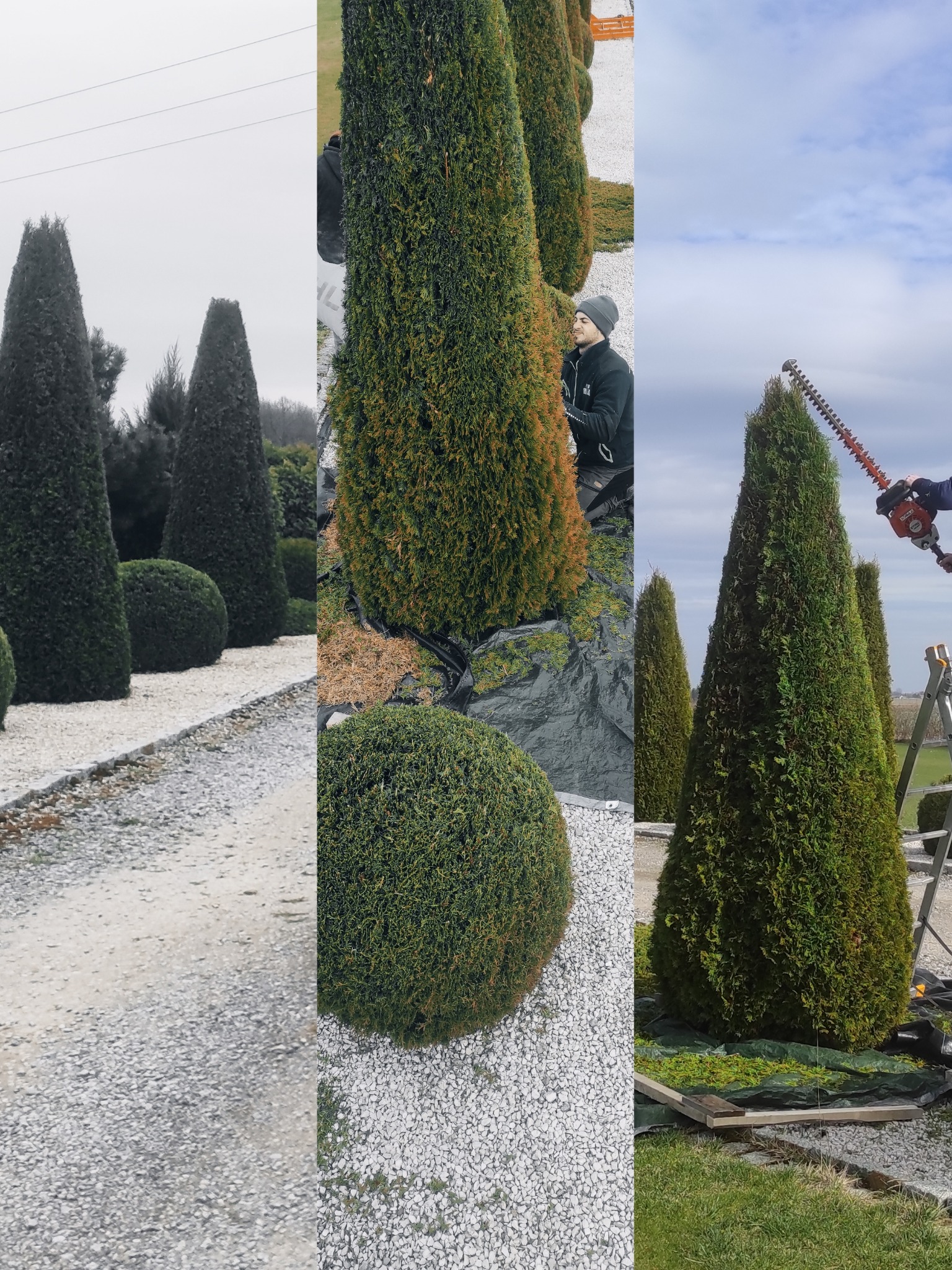 Formowane tuje stożkowe i kuliste w ogrodzie, przycinane przez ogrodnika z użyciem elektrycznych nożyc, rozłożona plandeka zbiera ścinki.